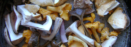 Wild Mushroom, Walnut and Tarragon Soup